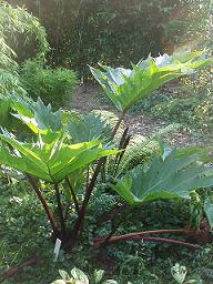 Rheum palmatum